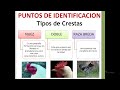 PUNTOS DE EVALUACION DE POSTURA EN GALLINAS PONEDORAS