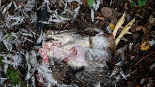 Guard Goose For Chickens | Do They Really Do Their Job??