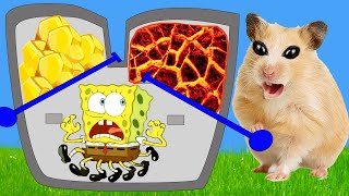 🐹 Hamster & Spongebob Escapes Machine Room Maze Obstacle Course! 🐹 Real Life Hamster