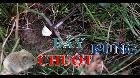 Bẫy Chuột rừng trong đêm |  Nhịp sống núi rừng