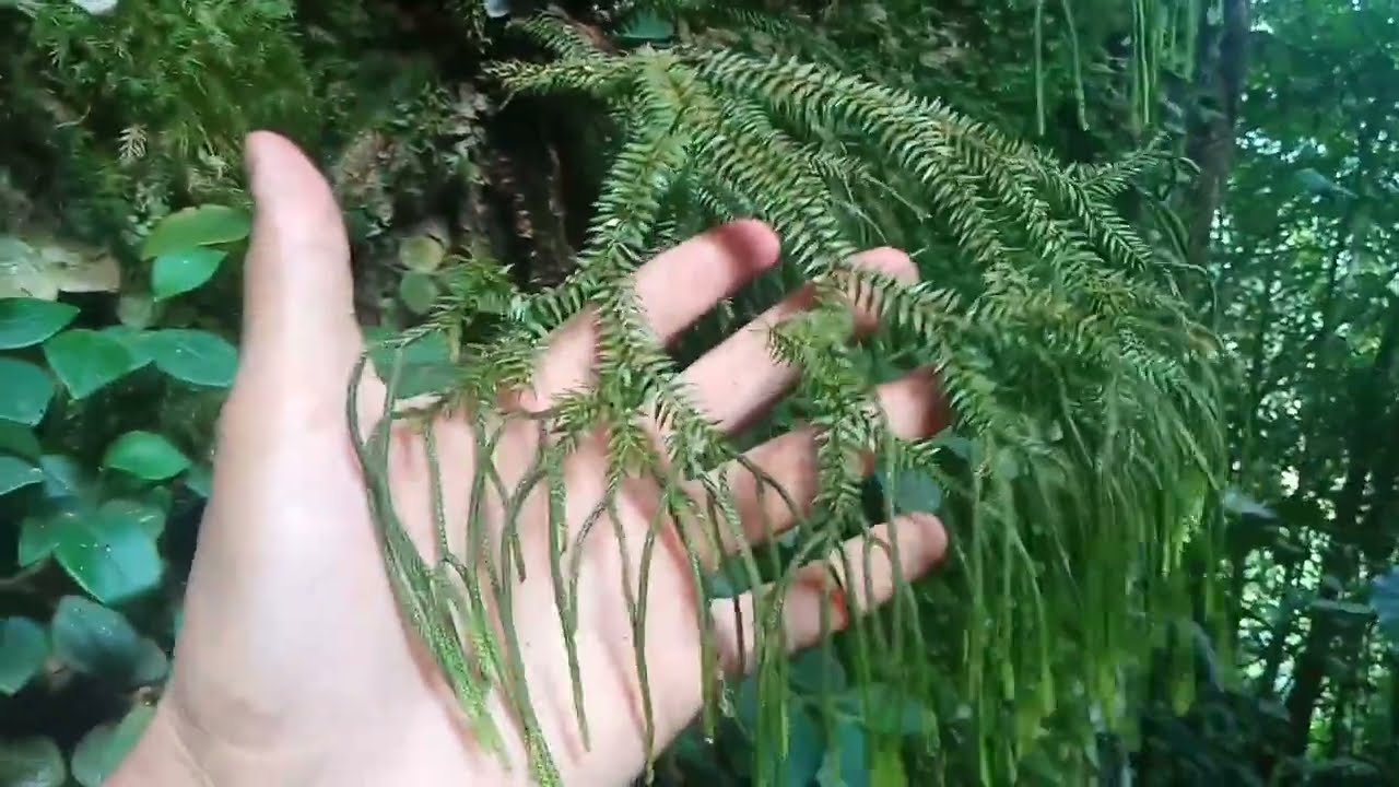 Solo Hunting || Anggrek Ini Bisa Tumbuh di Atas Batu?