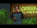 Finding Your Ideal Cannabis Dose: Mara Gordon / Green Flower Cannabis Health Summit