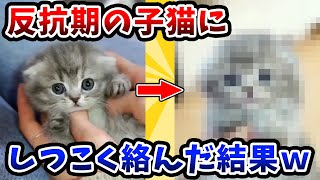 【2ch動物スレ総集編】反抗期の子猫にしつこく絡んだ結果