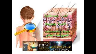 تركيب الجلد بينة علمية  د/ محمد دودح DR Mohamed Doudah