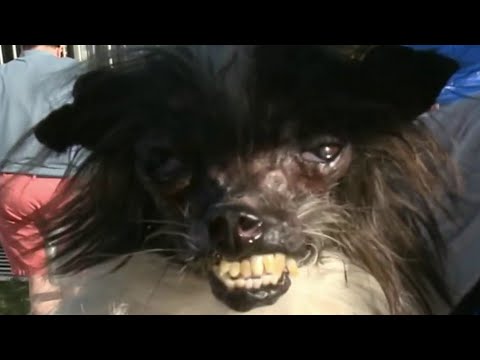 Video: Pet Scoop: Verdens uglieste hundens tittelholder dør, HBO annullerer 