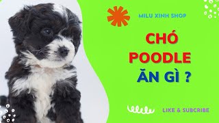 Chó Poodle nên ăn gì để khoẻ mạnh? | Cách chọn thức ăn phù hợp theo từng độ tuổi | Milu Xinh Shop