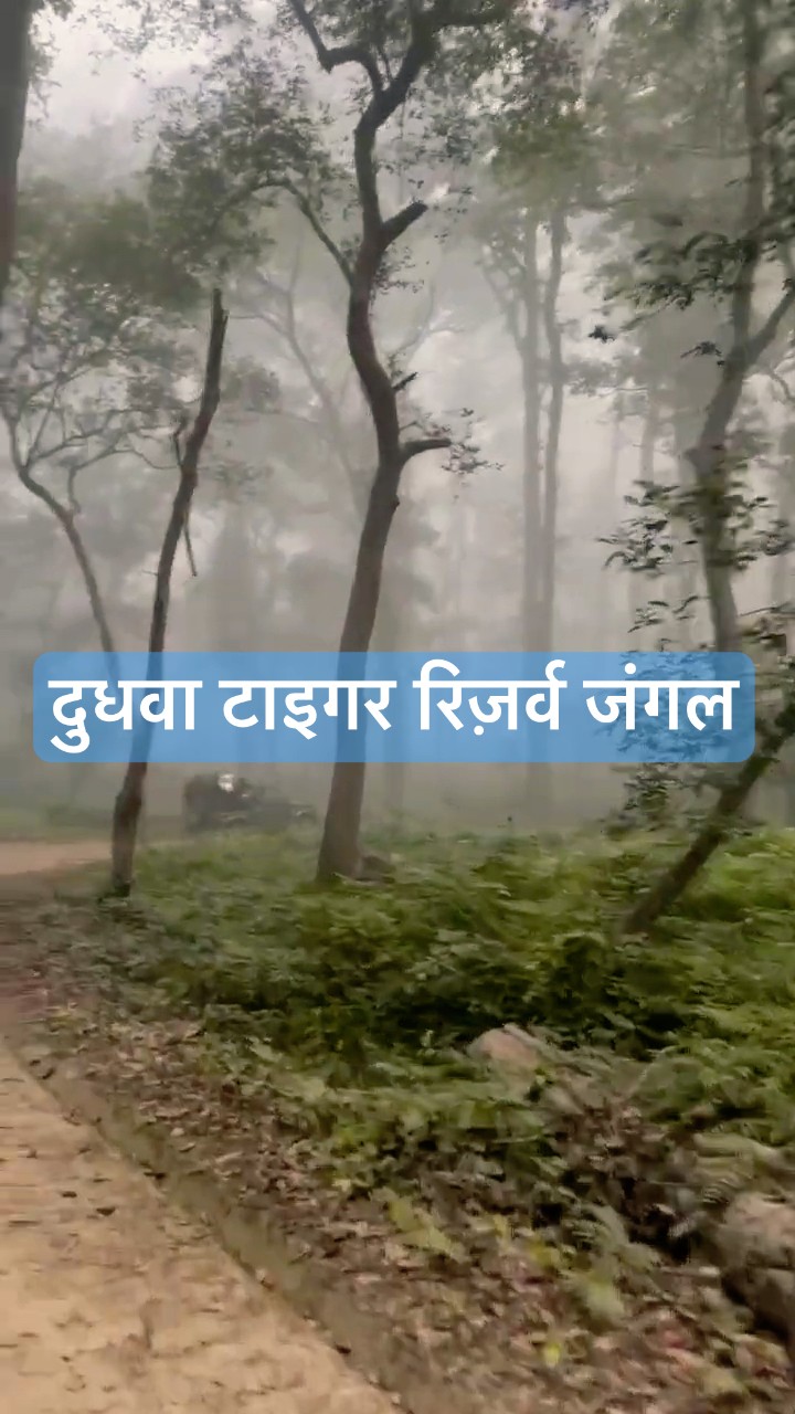 क्या मैं बाघ को देख पाऊंगा? दुधवा सफारी #safarijourney #wildlife