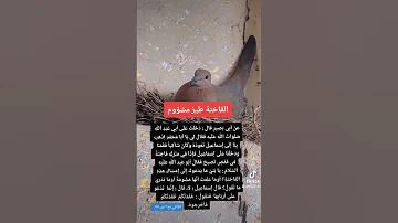 الفاختة طير مشؤوم 