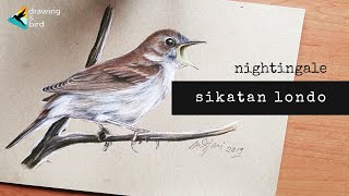 Menggambar burung NIGHTINGALE | SIKATAN LONDO!