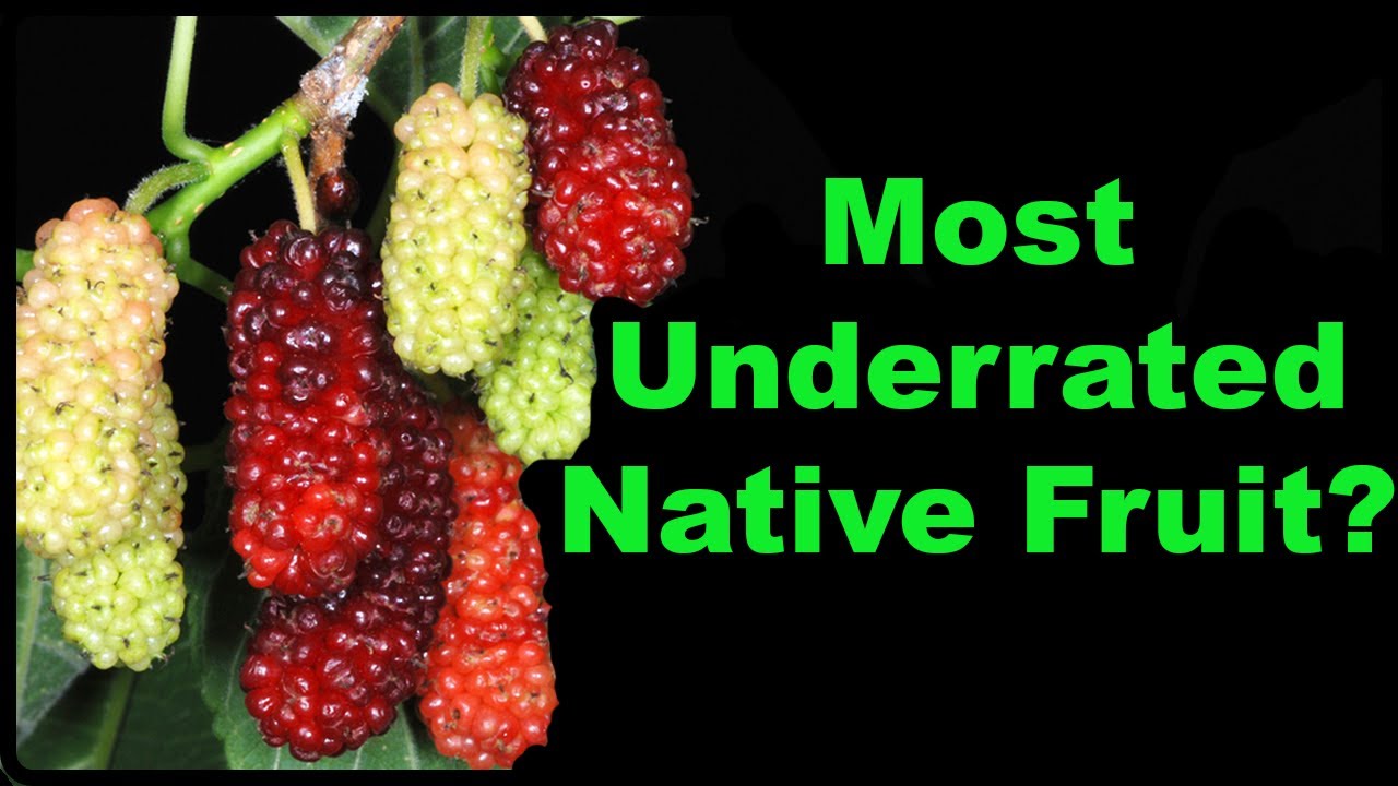 Red Mulberry Facts That Will Surprise You!
