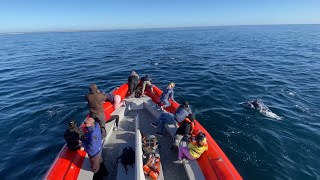 Los delfines fueron los protagonistas del fin de semana en Puerto Madryn