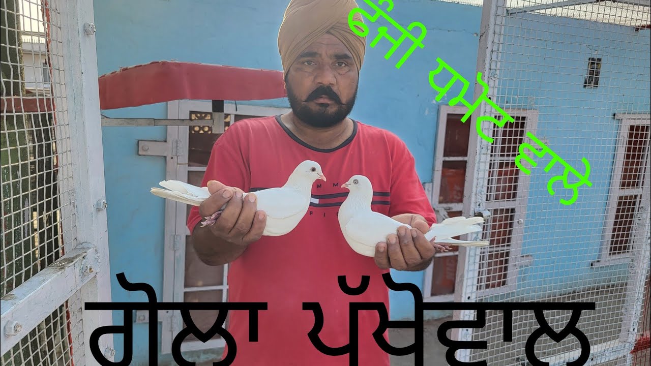 20 ਸਾਲ ਪੁਰਾਣਾ ਫੌਜੀ ਧਮੋਟ ਵਾਲਾ ਕਬੂਤਰ.. ਗੋਲੇ ਦੇ ਘਰ.. ਇਸਦੇ ਬੱਚਿਆ ਦਾ ਵੀ ਰਿਕਾਰਡ ਏ.. 9888306910