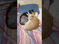 ♯モフモフさんのおもろい替え歌バージョンです。面白いので爆笑しながら見ています。猫可愛いですｗ😍😻😹