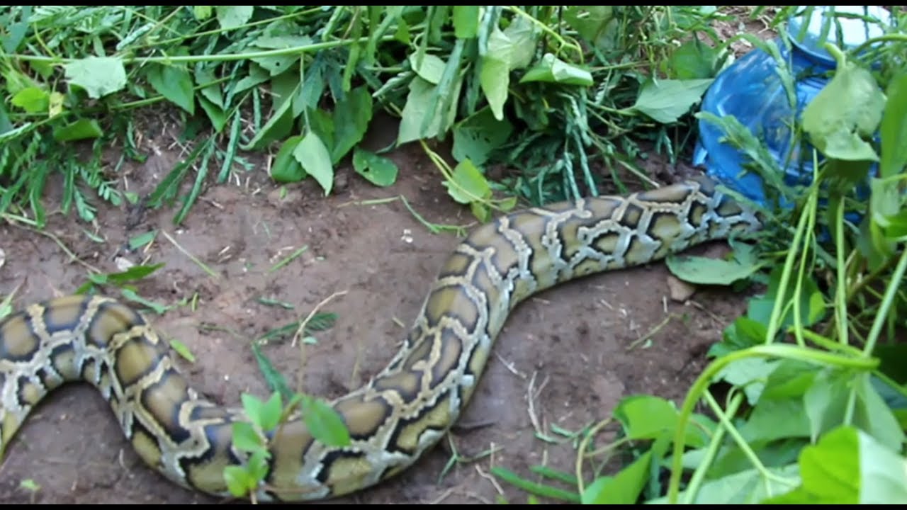 natural life mugs Full-HD The King Snake Crawl Into Trap At Banana Farm In Cambodia
