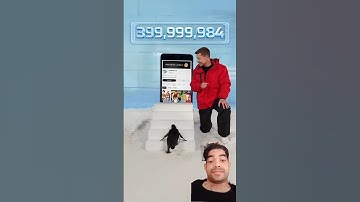 i can teach a penguin how to subscribe? #penguin #automobile #challenge #penguinpal #littlepenguin