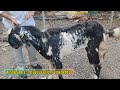 Saste Bakre for sale | Goats in Mumbra