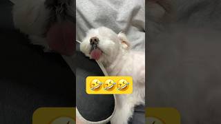 気持ち良すぎてこの顔🤣🤣🤣#shorts #可愛い犬 #マルチーズ