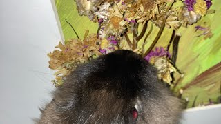 Repurposing dead flowers *flower frame art* get artsy by Mela Centric 18 views 1 year ago 1 minute, 43 seconds