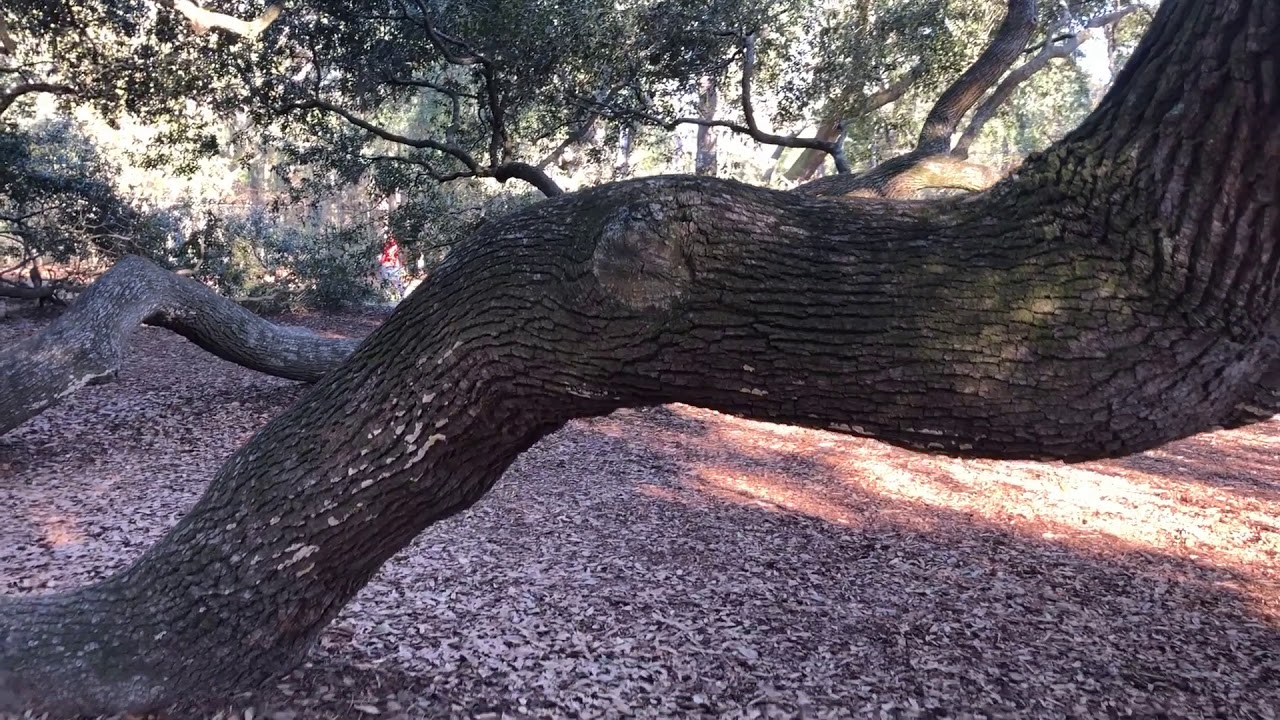 Angel Oak Tree - Johns Island Charleston ...