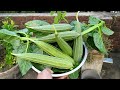 Harvesting Organic Vegetable From my Rooftop Garden
