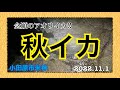 小田原市米神 エギングで秋イカ アオリイカGet!!