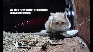 Feeding an abandoned elderly cat -- set up a Ring camera on my driveway/garage door area