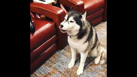This Husky Can Speak Perfect English, Cute and Funny Dog Videos