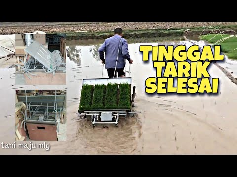 Video: Apa itu tarik padi?