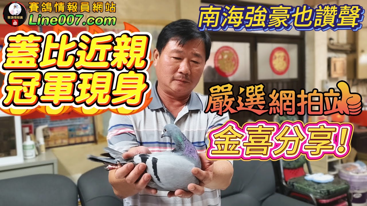 八位數等級鴿系鑑賞～蓋比近親冠軍現身！南霸天強豪、各路專家都讚賞～賽鴿傳奇出手！上上鴿舍蓋比近親勝全冠軍家族破天荒分享 #李宗儒 #蓋比 #五洲賽鴿 #鴿刊 #鴿子 #鴿眼 #養鴿 #種鴿