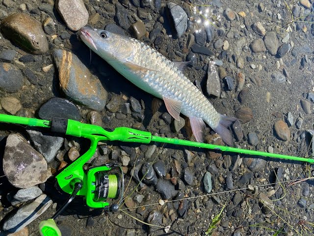 13 Fishing Radioactive Pickle combo Spinning 610ML, 13Fishing  #13Fishing#Rapala#溪釣#捲仔# #2022001 