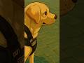 Tere bina na guzara hai||#labrador #trending #shortsfeed #shorts #viral #viralvideo #shihtzu #dog