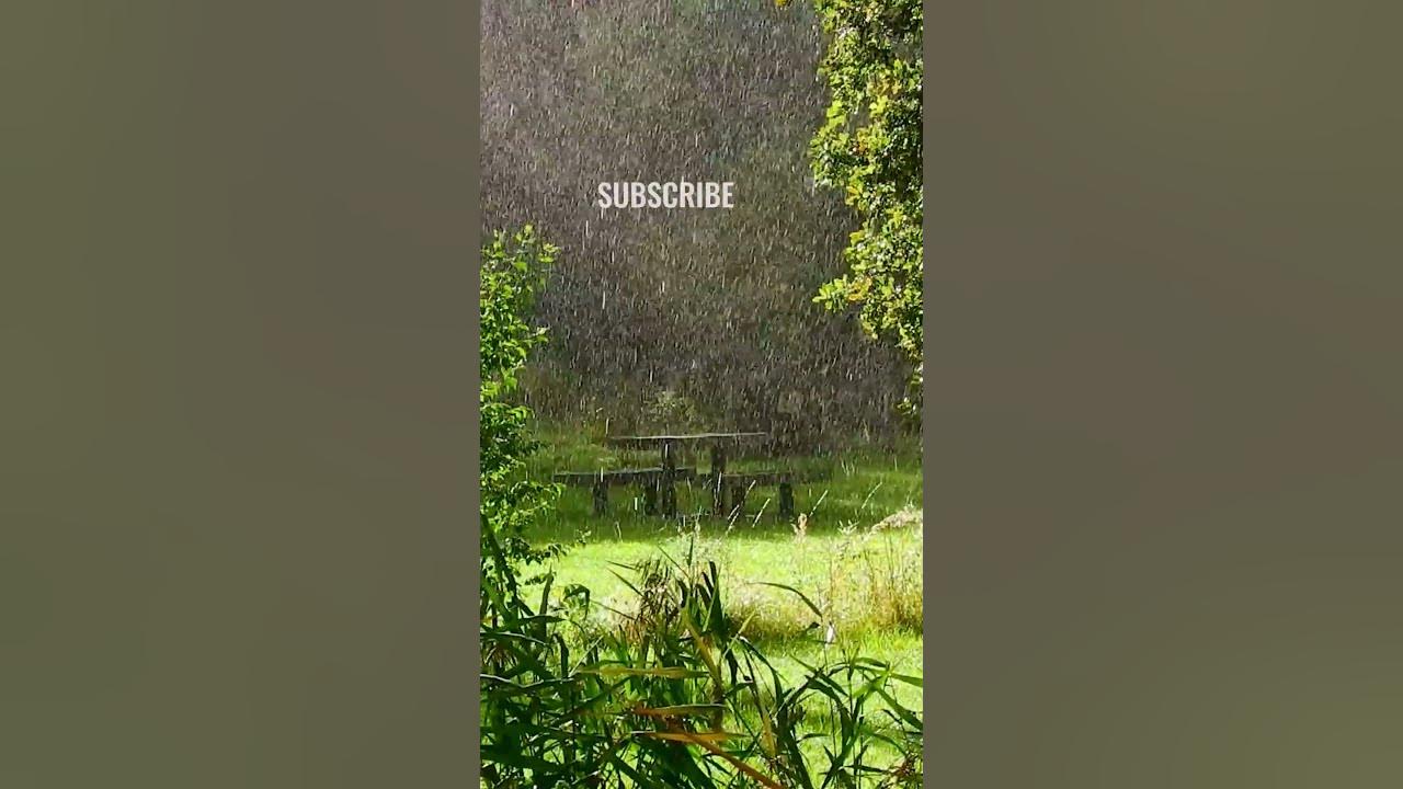 Rain Sound and Rainforest Animals Sound, Relaxing Sleep