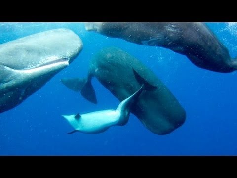 (OFFICIAL VIDEO) SPERM WHALES ADOPT DEFORMED DOLPHIN
