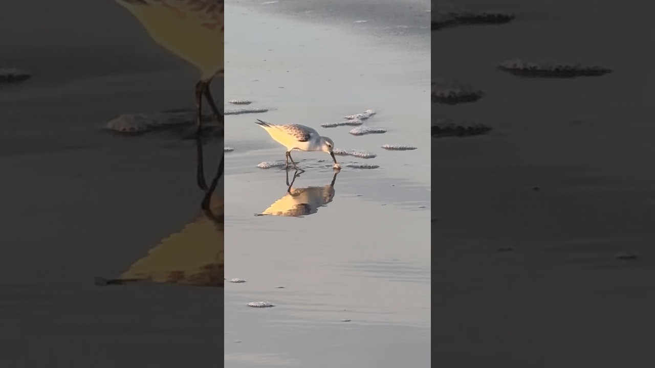 Sanderling and the sand crab Ocean Beach San Francisco