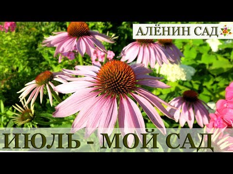 ИЮЛЬ 2018 МОЙ САД и ОГОРОД / 10 дней без меня / Garden's tour July 2018