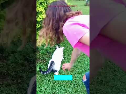 Funny Pets 😹 kitten meowing cute 🥰 #FunnyCats #8923