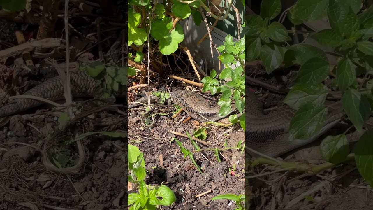 Giant reptile 🦎 #miraculousnature #nature #garden #reptiles