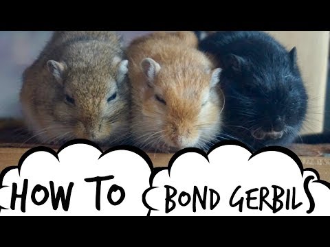 Video: Ziekte Van Tyzzer Bij Gerbils