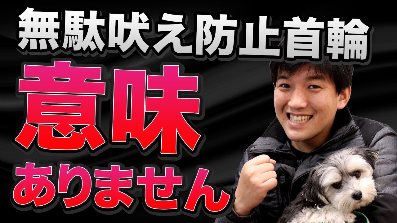 ワンちゃんの無駄吠え防止首輪は意味ありません Youtube