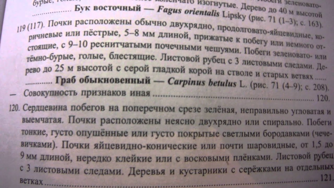 Работа с ботаническими определителями #3. Очередное расположение почек. Береза повислая