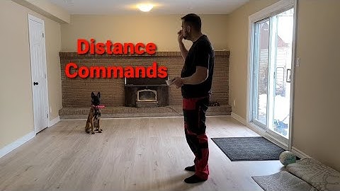 How to train your puppy DISTANCE commands
