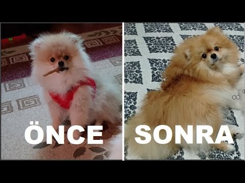 Pomeranian Kopeklerde Cirkinlik Donemi Sonrasi Tuy Gelisimi Youtube