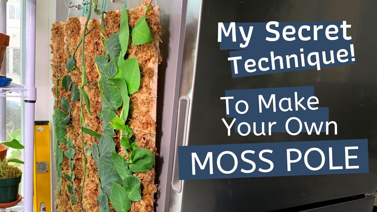 Advice Needed: I want to make seveal diy moss poles for the bulk of my  plants. Does anyone have suggestions for the best/affordable place to order  sphagnum moss in bulk? I need