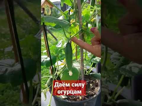 Даём силу огурцам #shorts