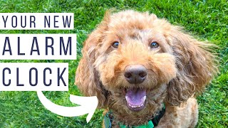 5 Proven Reasons Getting a Dog Will Improve Your Health and Productivity (It's so worth it!)