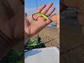 New Z-Man Drop KickerZ rigged for Surf Fishing