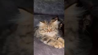 #cat #cats #facts #catvideos #catshorts #kitten #cuteanimal #cutecat #cutepet #cute #pets #ytshorts