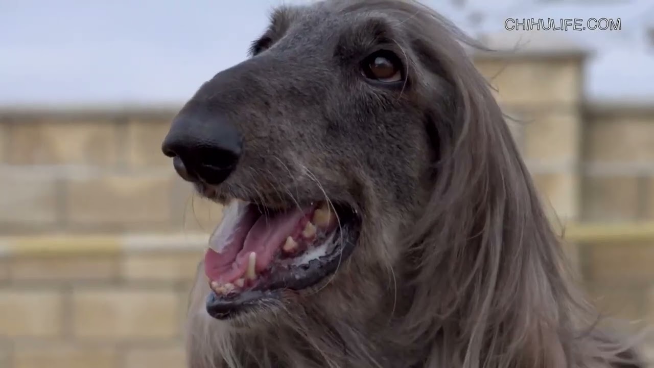 The Origin of the Afghan Hound.