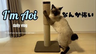 【サプライズ】シャム猫の冬支度と新しい爪とぎポール🎁🐈 by シャム猫あおい 245 views 6 months ago 4 minutes, 40 seconds