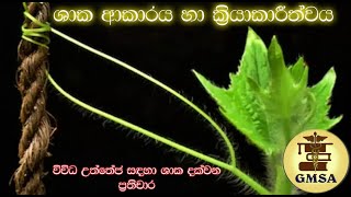 උසස් පෙළ ජීව විද්‍යාව, විවිධ උත්තේජ සඳහා ශාක දක්වන ප්‍රතිචාර  By-Chamodi Raveesa Subasinghe